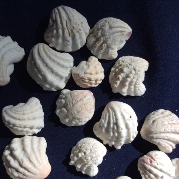 Seashells - Picture 4 of 5